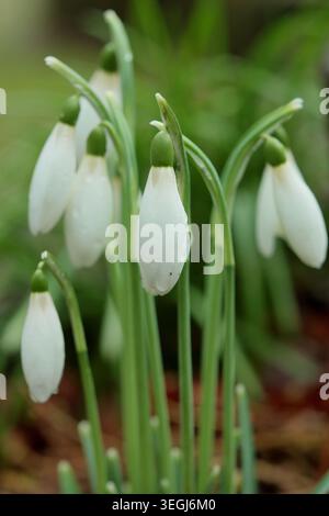 Galanthus nivalis 'Angelique' Schneeglöckchen, Poculiformis-Gruppe, mit äußeren und inneren Blütenblättern ähnlicher Länge, blühend im Winter. UK Stockfoto