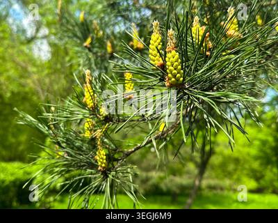 Nahaufnahme des Kiefernzweigs mit frischen gelben Knospen im lebhaften Sommerwald Stockfoto
