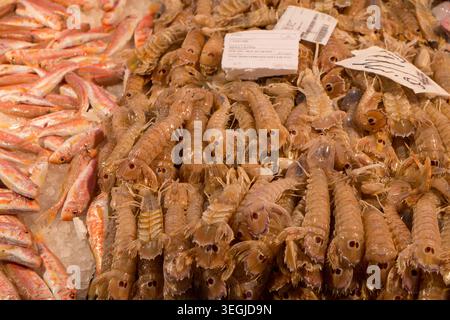 Frische Squilla Mantis - Fangschreckenkrebse, zum Verkauf an Rialto Markt Venedig, Italien, April Stockfoto