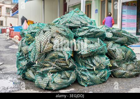 Frisch gefangene koreanische Pen-Muscheln in Netzen und ein örtlicher Fischmarktarbeiter verpackt rohe, hochwertige Adduktormuskeln in Kisten für frische Zubereitungen Stockfoto