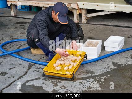 Frisch gefangene koreanische Pen-Muscheln in Netzen und ein örtlicher Fischmarktarbeiter verpackt rohe, hochwertige Adduktormuskeln in Kisten für frische Zubereitungen Stockfoto