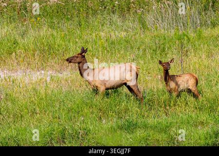 Weißschwanzhirsch, Odocoileus virginianus, National Bison Range, Dixon, Montana, USA Stockfoto