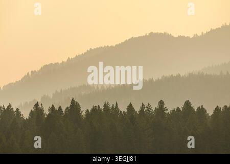 Forest at Sunset, Thompson Falls, Montana, USA Stockfoto