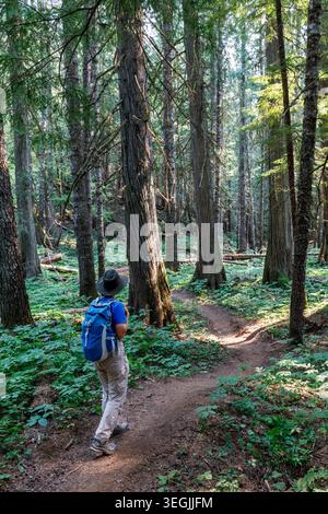 Wandern auf dem Trail durch Ross Creek Cedar Grove, Kootenai National Forest, Montana, USA Stockfoto