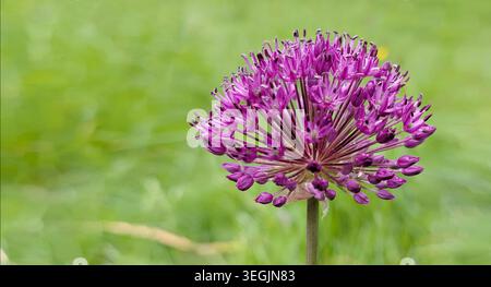 Nahaufnahme der lila Riesenlauchblume allium giganteum Stockfoto