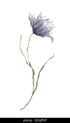 Zarte botanische Illustration einer violetten Blume, die einer Clematis, Blauglocke oder Prärienzian ähnelt. Handgezeichnete Abbildung auf Stockfoto