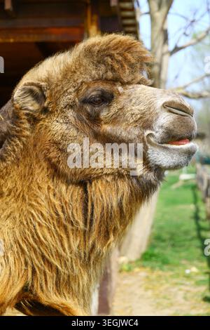 Kamel-Nahaufnahme mit braunem Fell und offenem Mund, detailliertes Wildtierprofil für Zoomarketing und Bildmaterial für Tierbestände Stockfoto