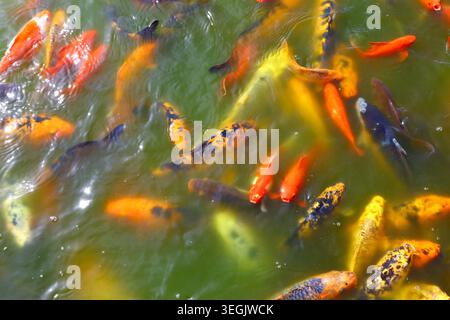 asiatische Koi-Karpfengruppe mit orangefarbenen gelben schwarzen und weißen Markierungen im grünen Teichwasser, Zierfischmischung einschließlich Goldfischsorten, Süßwasser gar Stockfoto
