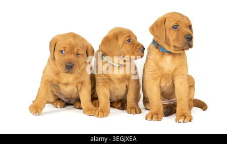 Fuchs-rote labrador-Welpen Stockfoto