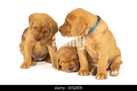 Fuchs-rote labrador-Welpen Stockfoto