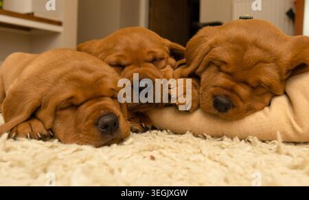 Fuchs-rote labrador-Welpen Stockfoto