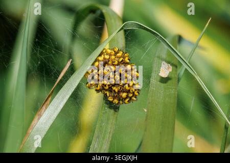 Kugel der neu geschlüpften Spinnen der Europäischen Gartenspinne, Araneus diadematus. Sussex, Großbritannien Stockfoto