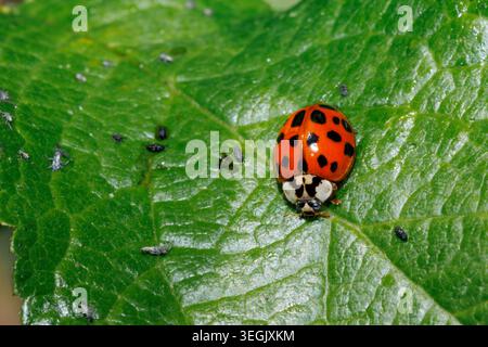 Harlequin Marienkäfer, Harmonia axyridis succinea ein invasives Insekt in Sussex, Großbritannien Stockfoto
