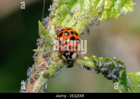 Harlequin Marienkäfer, Harmonia axyridis succinea ein invasives Insekt in Sussex, Großbritannien Stockfoto