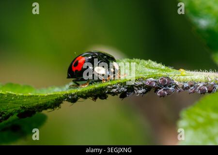 Harlequin Marienkäfer, Harmonia axyridis conspicua ein invasiver Schädling in Großbritannien Stockfoto