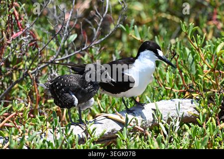 Ein seltener Ruß-Tern-Elternteil mit seinem flauschigen Küken in den roten Mangrovenwurzeln in Fort Jefferson, Dry Tortugas National Park, Florida. Stockfoto