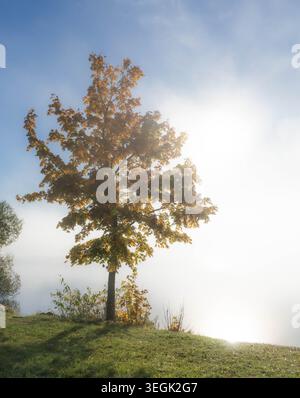 Heller Nebel über dem Fluss Daugava in der Nähe von Salaspils, Lettland Stockfoto