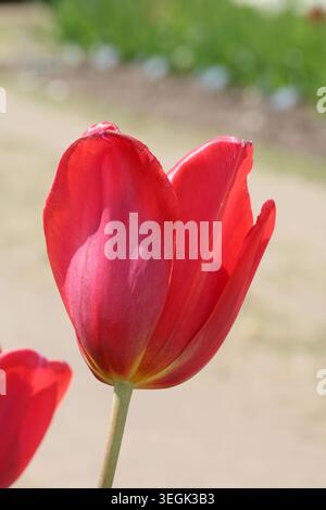 Tulipa „Sky High Scarlet“. Schließen Sie eine einzelne rote Tulpenblume im Frühling. Stockfoto