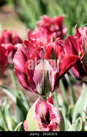 Tulipa „Esperanto“. Nahaufnahme der dramatischen Tulpenblume mit roten Blüten, einer grünen Flamme mit cremeweißen Kanten im Frühling. Stockfoto