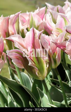 Tulipa „China Town“. Nahaufnahme von Tulpenblüten, blass und dunkler rosa mit grünem Fleck im Frühling. Stockfoto