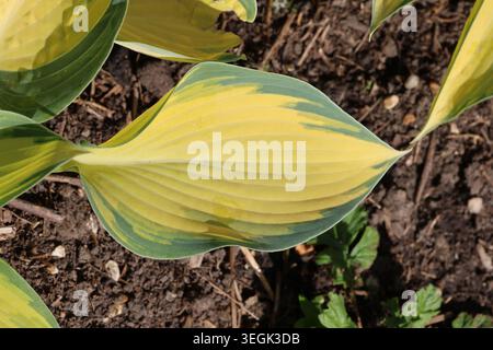 Hosta (Tardiana-Gruppe) „Juni“. Nahaufnahme eines einzelnen gelben und grünen Bananenlilienblattes im Frühjahr. Stockfoto