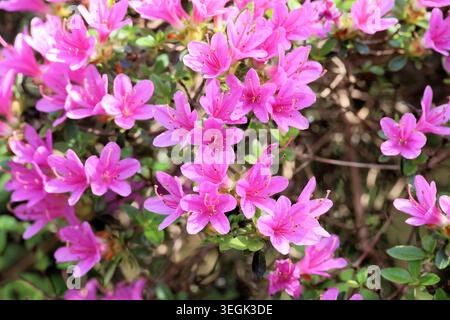 Rhododendron 'Kiritsubo' (Kurume). Vollbild Nahaufnahme einer Gruppe rosafarbener Azaleen-Blüten im Frühjahr. Stockfoto