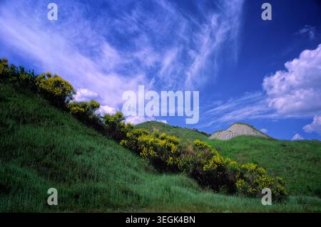 Spanischer Besen (Spartium junceum), Fabaceae. Laub- oder halbimmergrüner Sträucher, Zierpflanzen und Spontanpflanzen, hellgelbe Blüte. Stockfoto