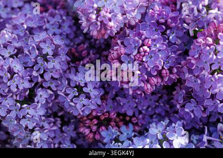 Aus nächster Nähe sehen Sie wunderschöne Fliederblüten mit ihren leuchtenden violetten Tönen, die perfekt für Frühlingskampagnen, Blumenmotive oder Garten geeignet sind Stockfoto