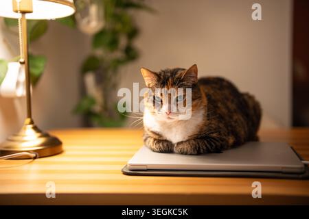 Die verschlafene flauschige Katze, die auf einem Holztisch liegt, findet gemütliche Stellen für ein Nickerchen und Wärme. Ruhige Calico-Katze mit Pfoten unter sich sitzen Stockfoto