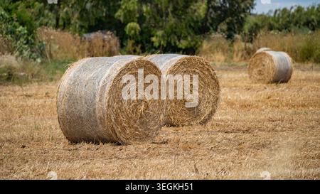 Runde Strohballen In Landwirtschaftlicher Landschaft Stockfoto
