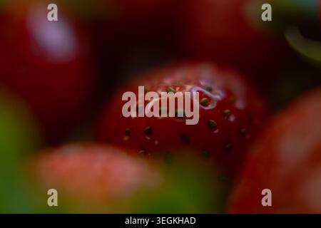 Ein horizontales Makrofoto, das eine Gruppe reifer roter Erdbeeren im Freien zeigt. Das Bild verwendet eine geringe Schärfentiefe mit einer Stockfoto