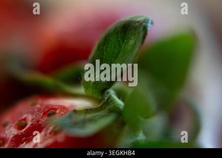 Ein horizontales Makrofoto, das das Seitenprofil einer Reifen roten Erdbeere aufnimmt. Das Bild zeigt die konische Form der Frucht, die eingebettete Aschene Stockfoto