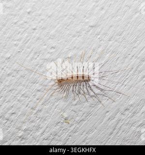 Haus Tausendfüßer, Scutigera coleoptrata, krabbelnd auf einer weißen Wand, mit seinen vielen Beinen Stockfoto