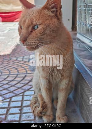 Porträt einer einheimischen Ingwertabby-Katze, die draußen auf einer gefliesten Terrasse sitzt und das Seitenprofil mit scharfem Fokus auf ihr orangefarbenes Fell und ihre Barthaare sieht. Stockfoto
