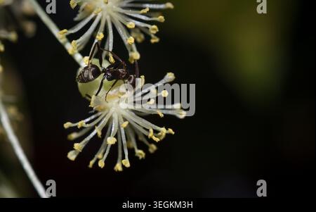 Kollam, Kerala, Indien - Juni 6, 2019: Schwarz ant Nektar sammeln von Blume Stockfoto
