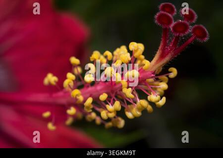 Kollam, Kerala, Indien - Juni 3, 2019: Schließen Sie herauf Bild der Hibiskus rote Blume Stockfoto
