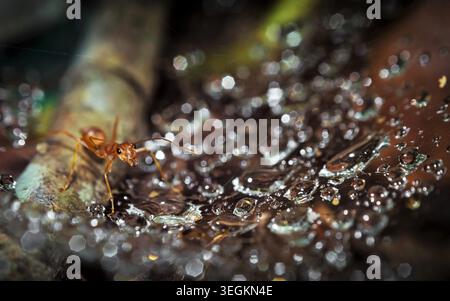 Kollam, Kerala, Indien - Juni 2, 2019: Makro von Weber Ameise und Wassertropfen Stockfoto