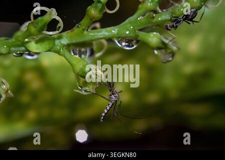 Kollam, Kerala, Indien - Juni 7, 2019: Moskito und Ant sitzen auf einer Anlage Stockfoto