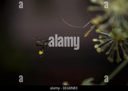 Kollam, Kerala, Indien - Juni 7, 2019: Mosquito fliegen mit Pollen auf die Beine Stockfoto