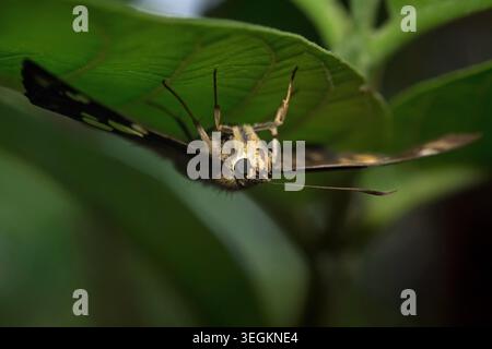 Kollam, Kerala, Indien - Juni 7, 2019: gelb Spotted Skipper sitzt unter dem Blatt Stockfoto
