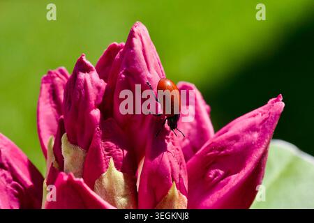 Rotblattkäfer (Chrysomelidae) an einer rosa Rhododendron-Blütenknospe Stockfoto