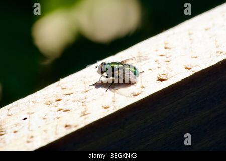 Grüne Flaschenfliege (Calliphoridae) auf einem strukturierten Holzbrett Stockfoto