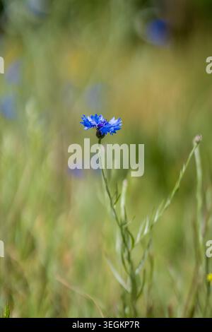 Einzelne blaue Kornblume wächst auf grüner Sommerwiese Stockfoto