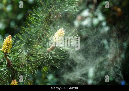 Sichtbare Pollenwolke um den Pinus sylvestris-Zweig, allergene Partikel in der Luft während der Frühlingsblüte, ökologischer Zyklus und Allergierisikokonzept. Stockfoto
