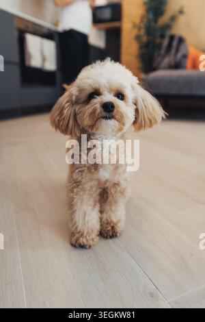 Flauschiges, hellbraunes Hündchen steht auf Holzboden Stockfoto