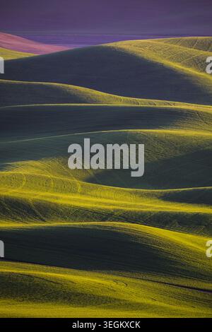 Weizen wächst im Frühling auf den sanften Hügeln der Palouse, während das Abendlicht Schatten auf die Landschaft wirft Stockfoto