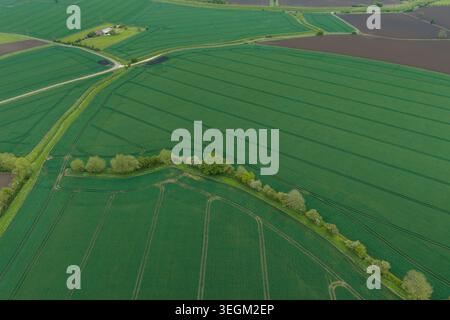 Drohnenfoto von grünen Feldern in der Nähe von Selby in North Yorkshire, Großbritannien, zeigt Traktorspuren Hecken und abstrakte landwirtschaftliche Muster acro Stockfoto