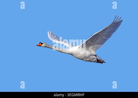 Stummer Schwan (Cygnus olor), der im Winter gegen den blauen Himmel fliegt Stockfoto