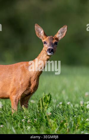 Europäischer Reh (Capreolus capreolus) Nahaufnahme Porträt von erwachsenen Hirschen/Weibchen auf Weide/Weide im Sommer Stockfoto