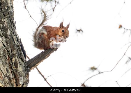 Eurasisches Eichhörnchen (Sciurus vulgaris), das auf einem Kiefernbein sitzt und in freier Wildbahn eine Nuss isst, isoliert am hellen Himmel. Stockfoto